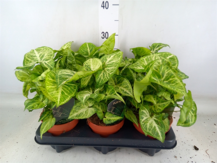 <h4>Syngonium  'Arrow'</h4>