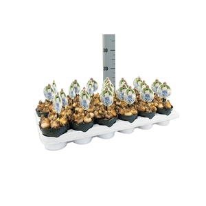 Muscari Mountain Lady