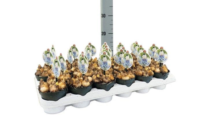 <h4>Muscari Mountain Lady</h4>