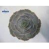 Echeveria Pollux Cutflower Wincx-10cm