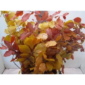 Deco Pres Beech Mix Autumn