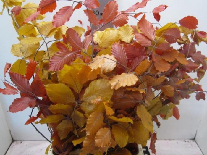 <h4>Deco Pres Beech Mix Autumn</h4>