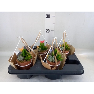 Arr.  Succulents L%