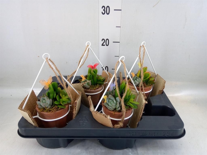 <h4>Arr.  Succulents L%</h4>