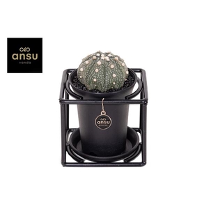 Astrophytum Asterias in design frame