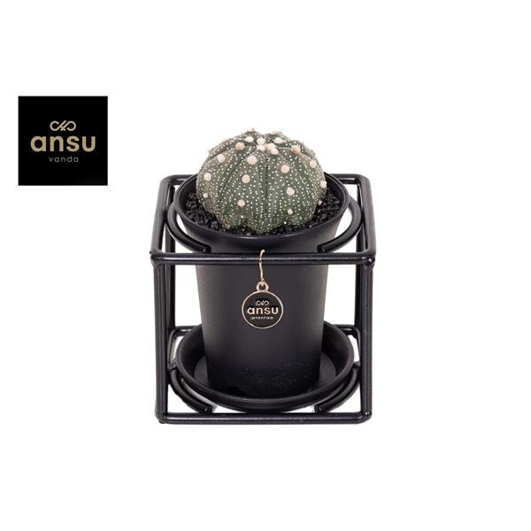 Astrophytum Asterias in design frame