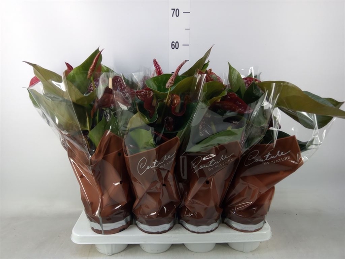 <h4>Anthurium (Andreanum Grp) Floriclon</h4>