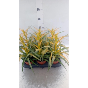 Tillandsia