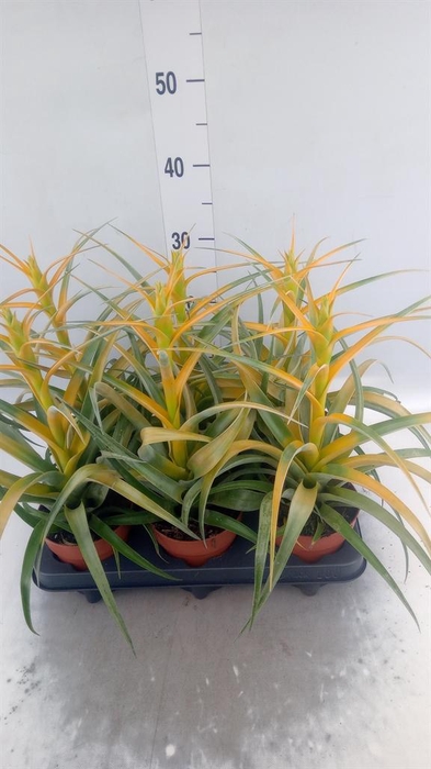 <h4>Tillandsia</h4>