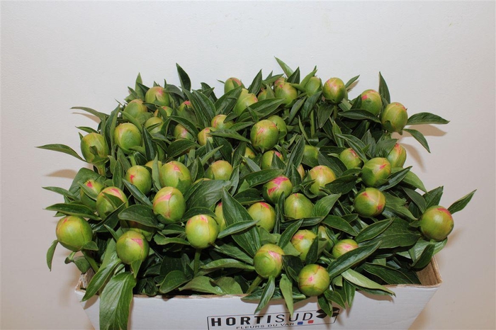 <h4>Paeo L Pink Hawaiian Coral</h4>