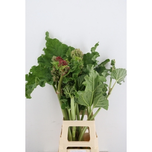 SNIJBLOEMEN OV