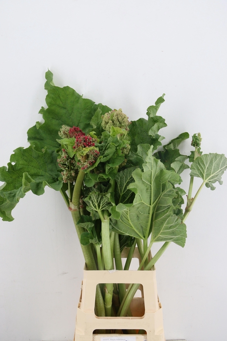 <h4>SNIJBLOEMEN OV</h4>