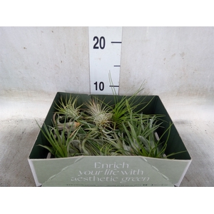 Tillandsia