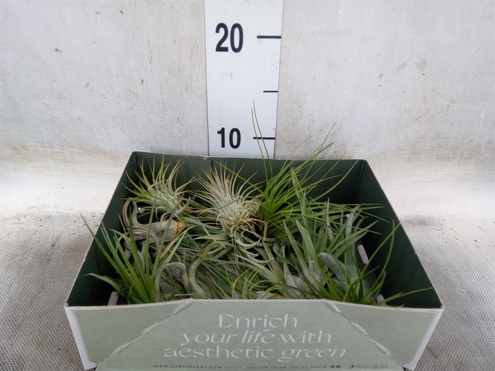 <h4>Tillandsia</h4>