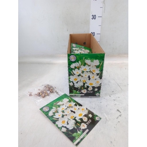 Flowerbulbs, corns or tubers   ...