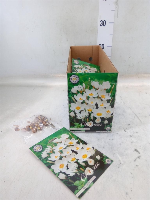 <h4>Flowerbulbs, corns or tubers   ...</h4>