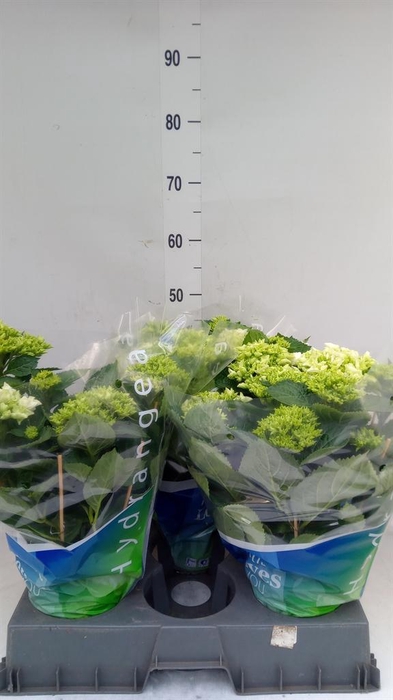 <h4>Hydrangea mac. 'Wudu'</h4>