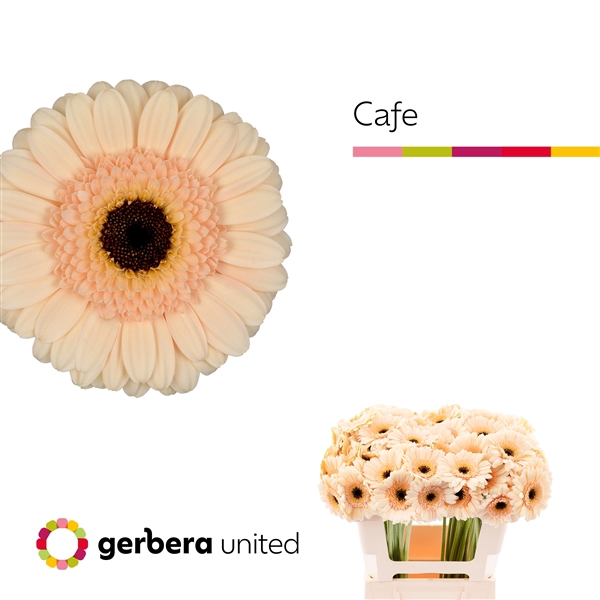 <h4>Ge Mi Cafe - Gerbera United</h4>