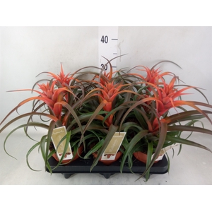 Tillandsia capitata 'Hermosa'