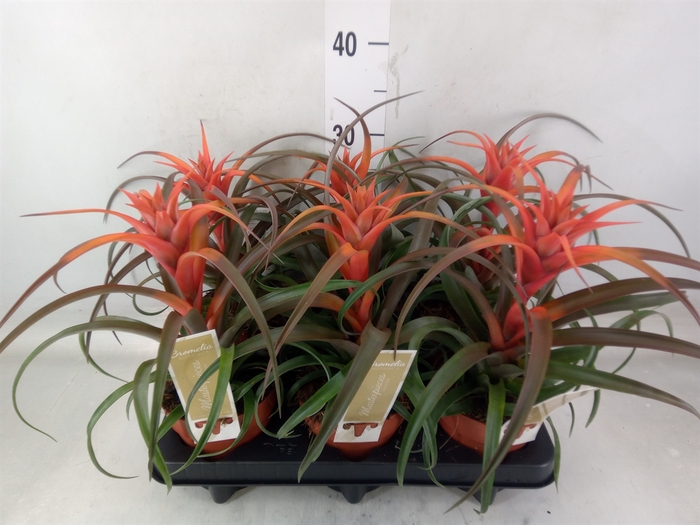 <h4>Tillandsia capitata 'Hermosa'</h4>