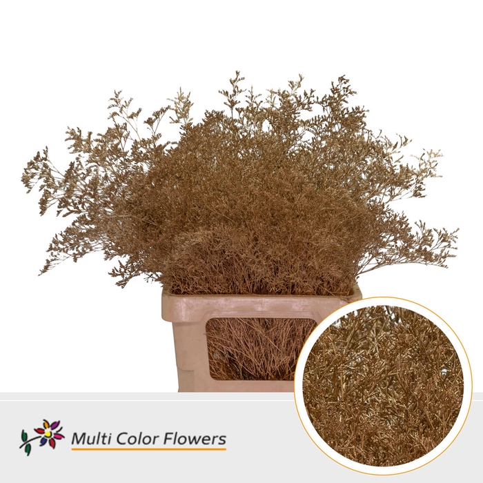 <h4>Limonium Beltlaard Antique</h4>