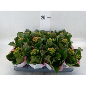 Kalanchoe  'Else Flowers Oakley'