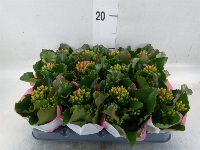 <h4>Kalanchoe  'Else Flowers Oakley'</h4>