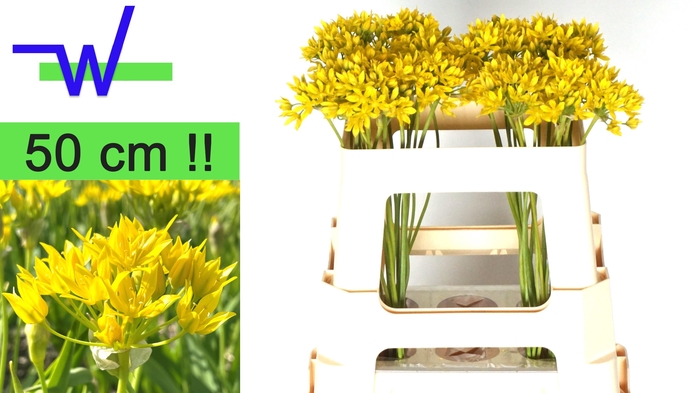 <h4>ALLIUM MO JEANNINE</h4>