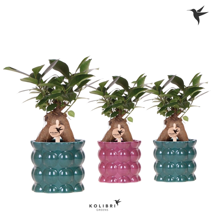 <h4>Ficus Mi Ginseng Keramiek Cotton</h4>