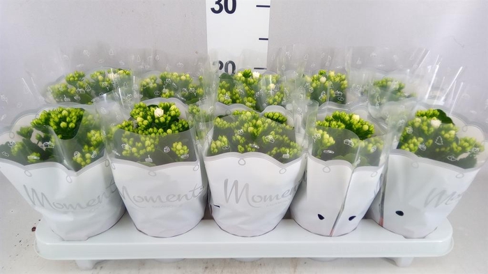 <h4>Kalanchoe blos. 'Skydive'</h4>