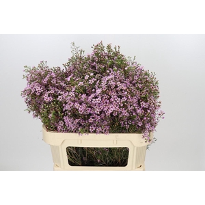 Chamelaucium Solar