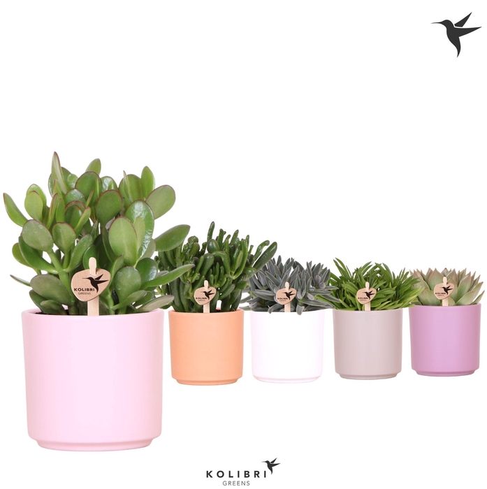<h4>Kolibri Greens Succulenten mix in Simplicity pot mix</h4>