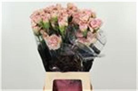 <h4>Di St Creola</h4>