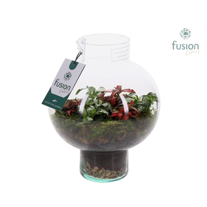 Green Bottle Laura Small met Fittonia