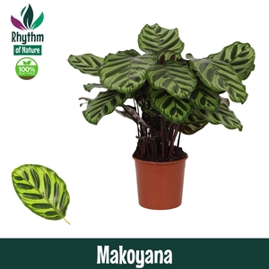 Calathea 14cm Makoyana - Rhythm of Nature