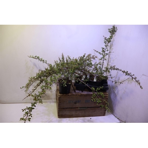 arr8 Coton S Coral Beauty