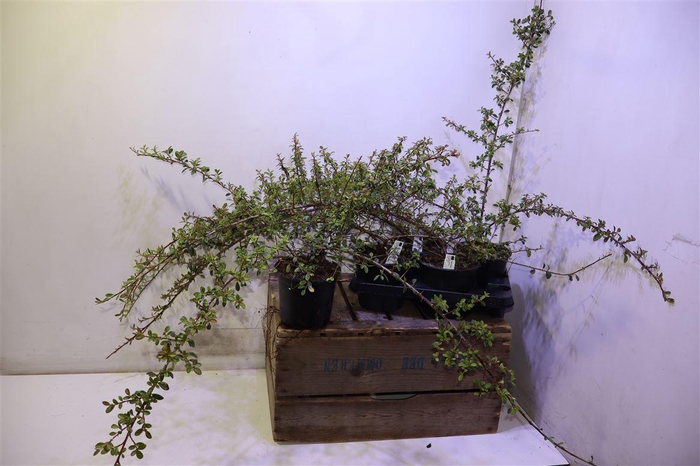 <h4>Coton S Coral Beauty</h4>