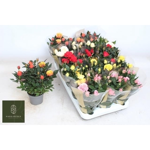 RO KORDAN GRANDE GEM