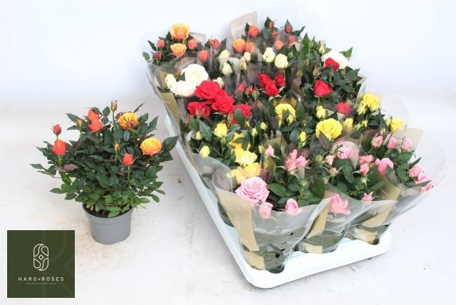 <h4>RO KORDAN GRANDE GEM</h4>