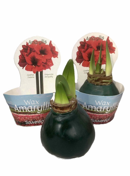 HIPPEASTRUM-HYBRID P14