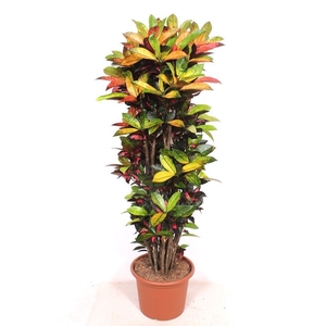 Codiaeum Mrs Iceton