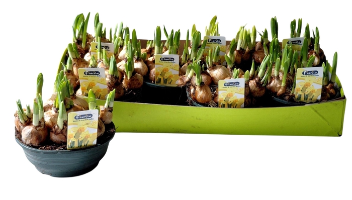 <h4>NARC O TETE A TETE</h4>