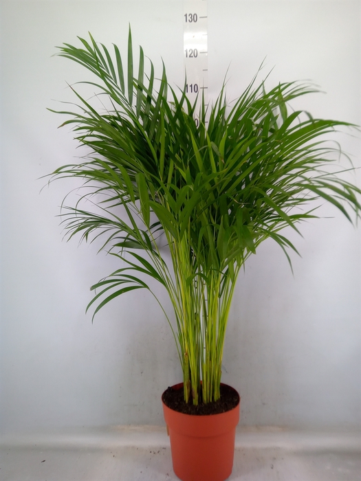 <h4>Dypsis lutescens   ...Chrysalidoca</h4>