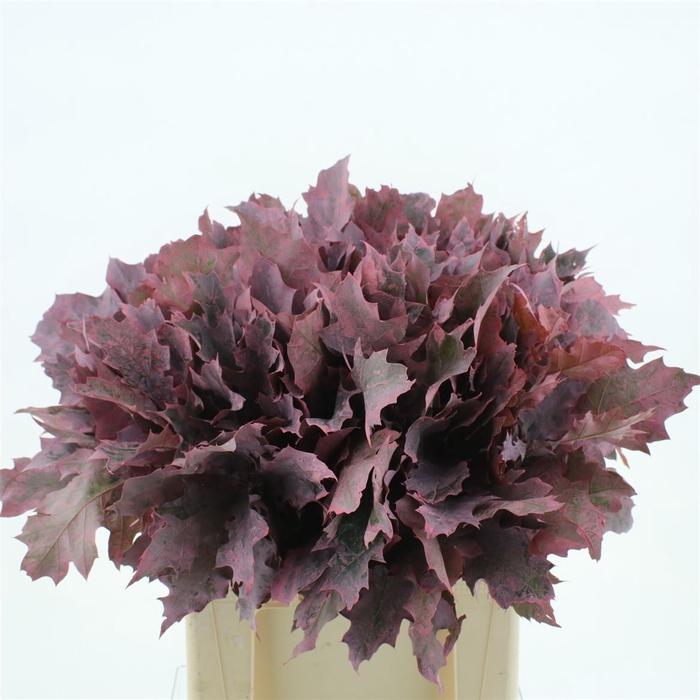 <h4>Quercus Rubra Pink</h4>