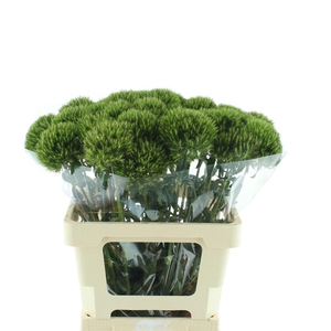 Di Barb Kiwi Mellow Extra