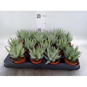 Aloe humilis