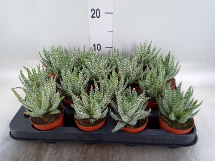 <h4>Aloe humilis</h4>
