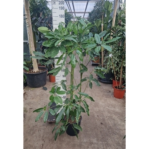 Schefflera Amate toef 180