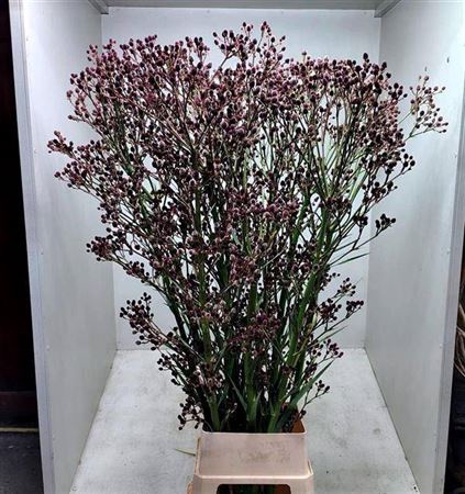 <h4>Eryn Pan Physic Purple</h4>