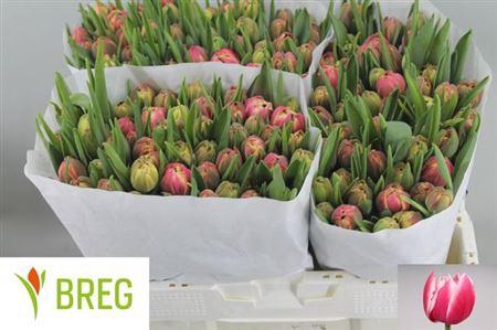 <h4>Tu Du Columbus</h4>